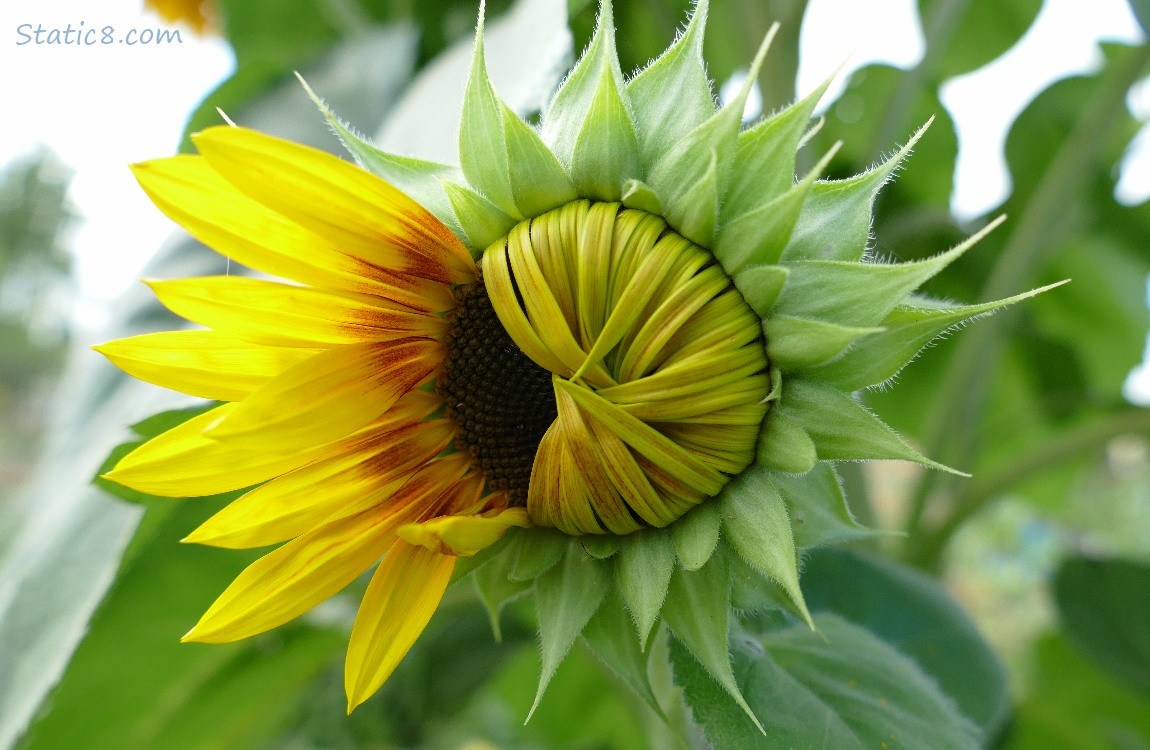 Sunflower unfurling its petals