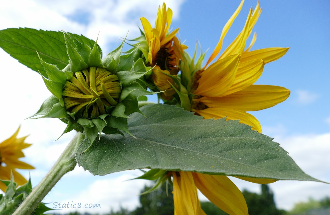 Sunflower blooms and the blue sky