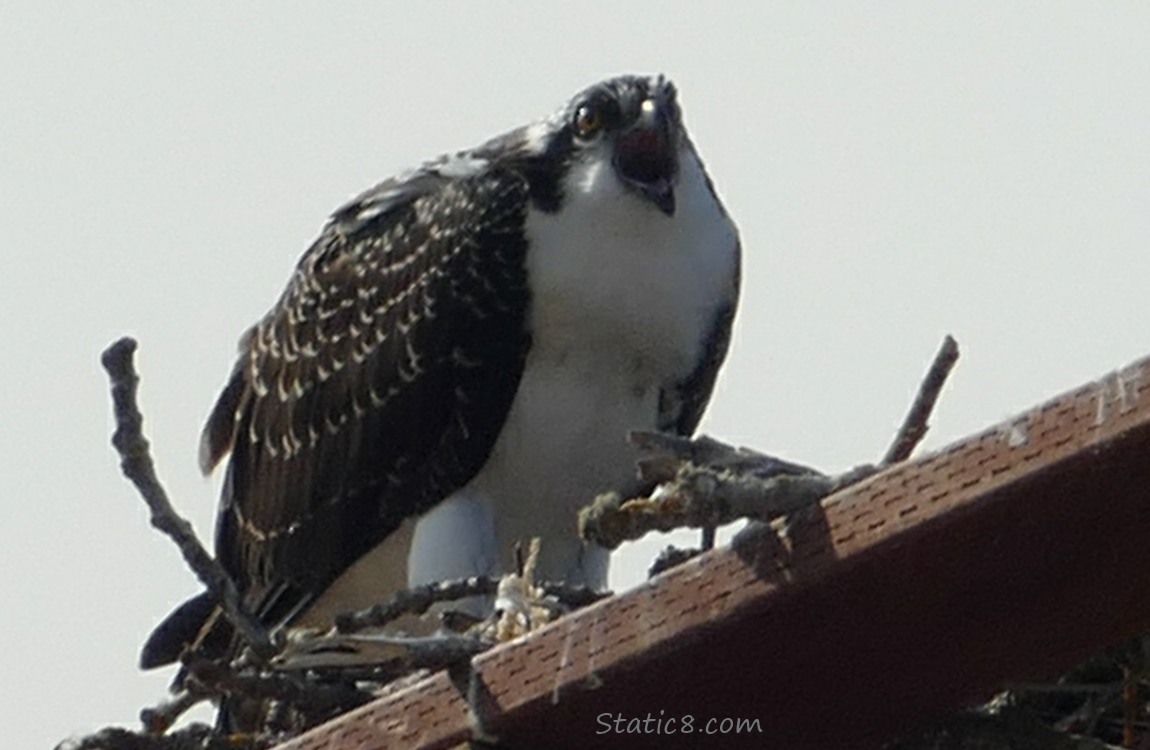 Osprey standing in a platform nest