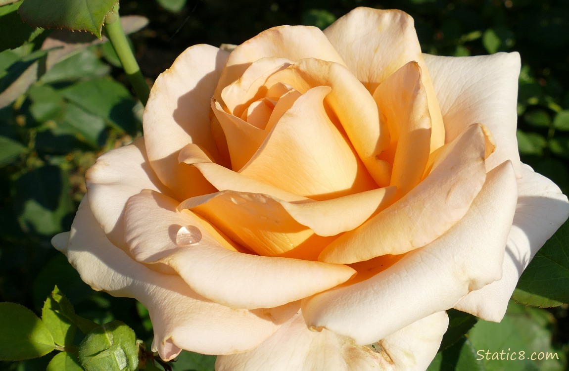 Peach coloured rose