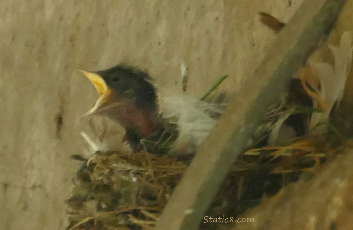 Barn Swallow nestling begging for food in the nest