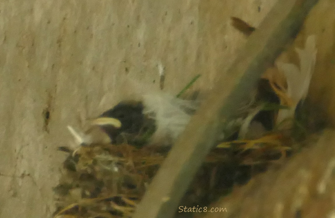 Barn Swallow nestling resting in the nest