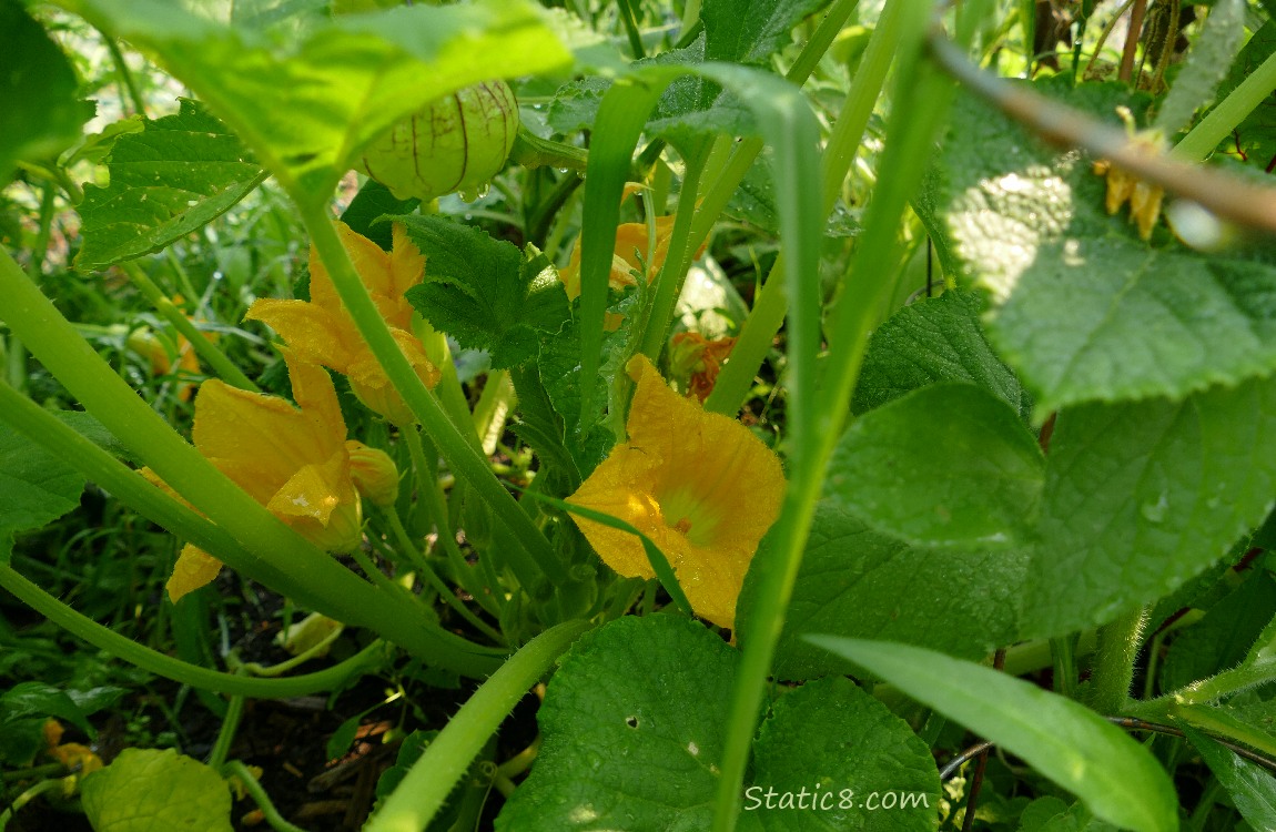 Leaves and blooms of a crookneck squash plant