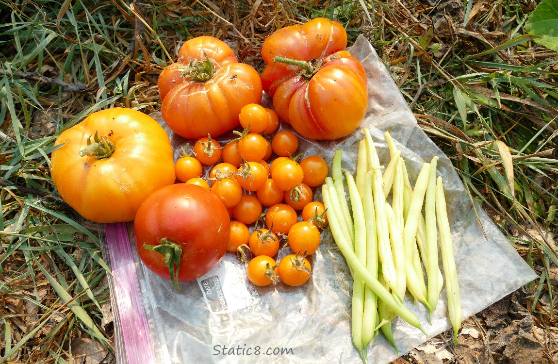 Harvested Tomatoes and Wax Beans