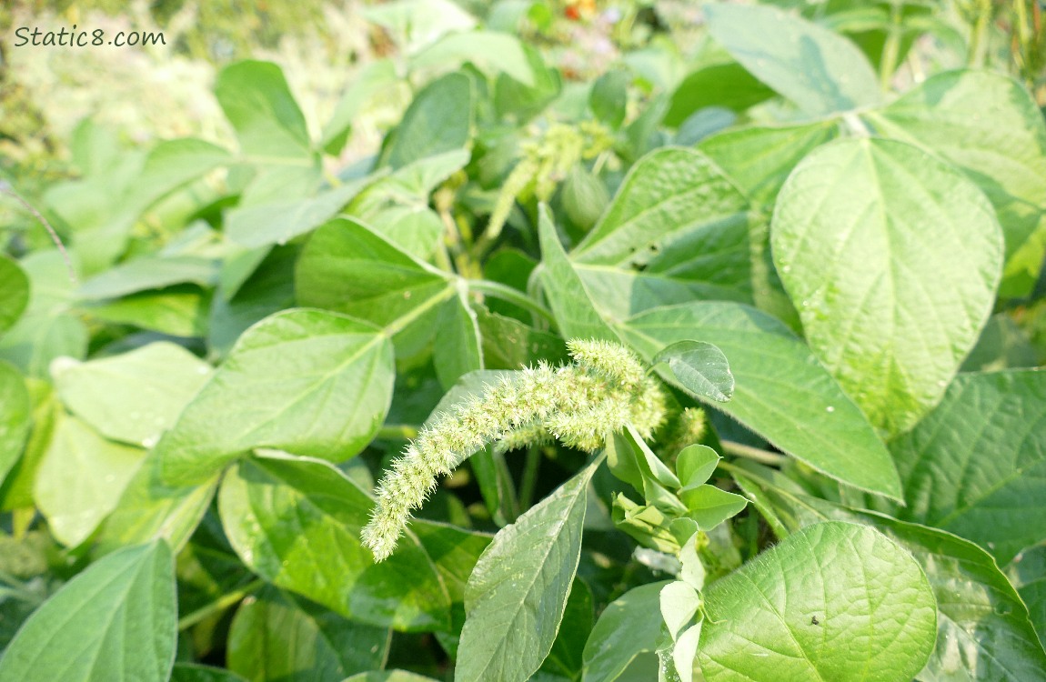 Leaves of Soybean plants with a bloom of amaranth