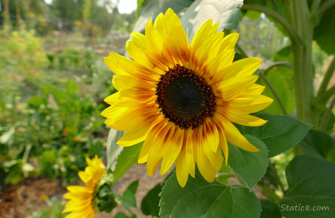 Sunflower bloom at the garden