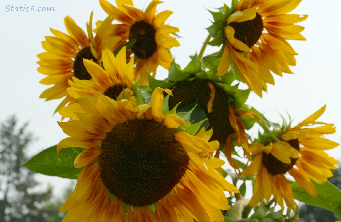 Sunflower blooms