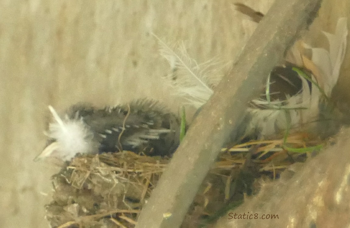 Barn Swallow nestling in the nest, behind a feather