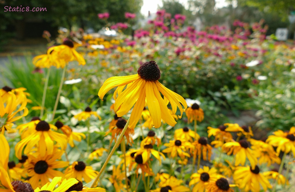 Black Eyed Susans