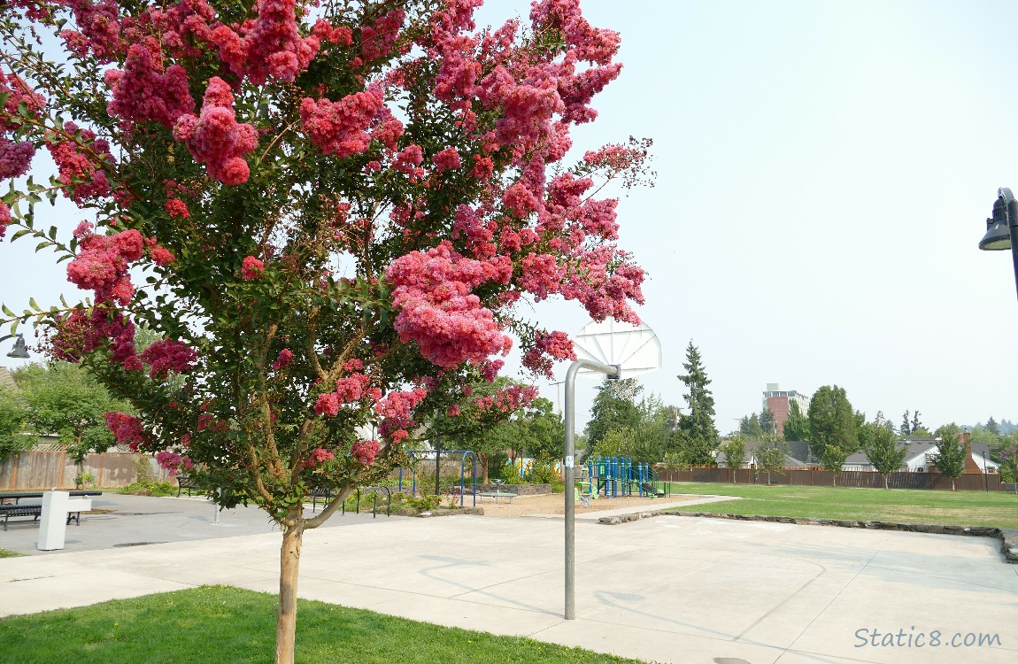 Basketball half court and playgroud equipment and a tree with bright pink blossoms