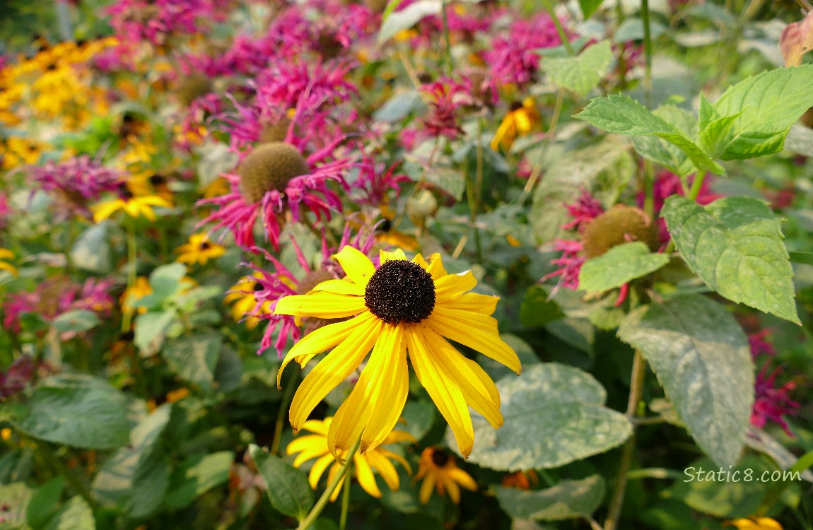 Black Eyed Susans with other, hot pink flowers