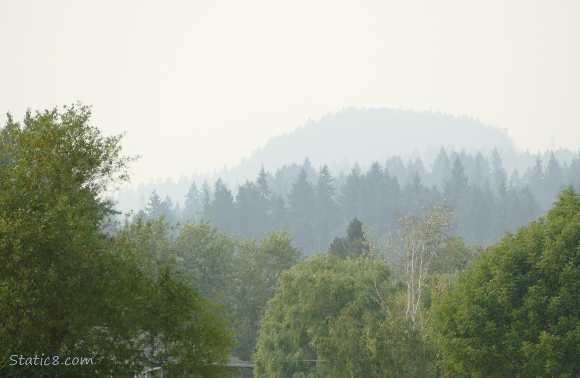 hazy trees on the hill in the distance