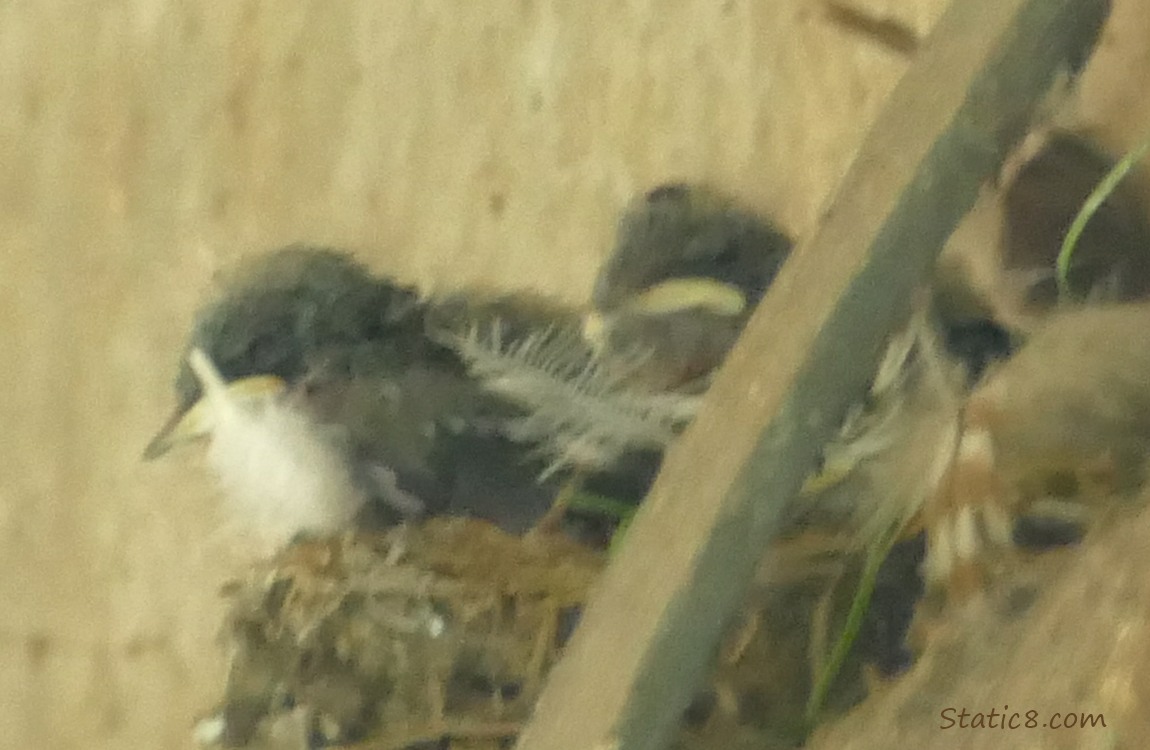 Barn Swallow nestlings in the nest