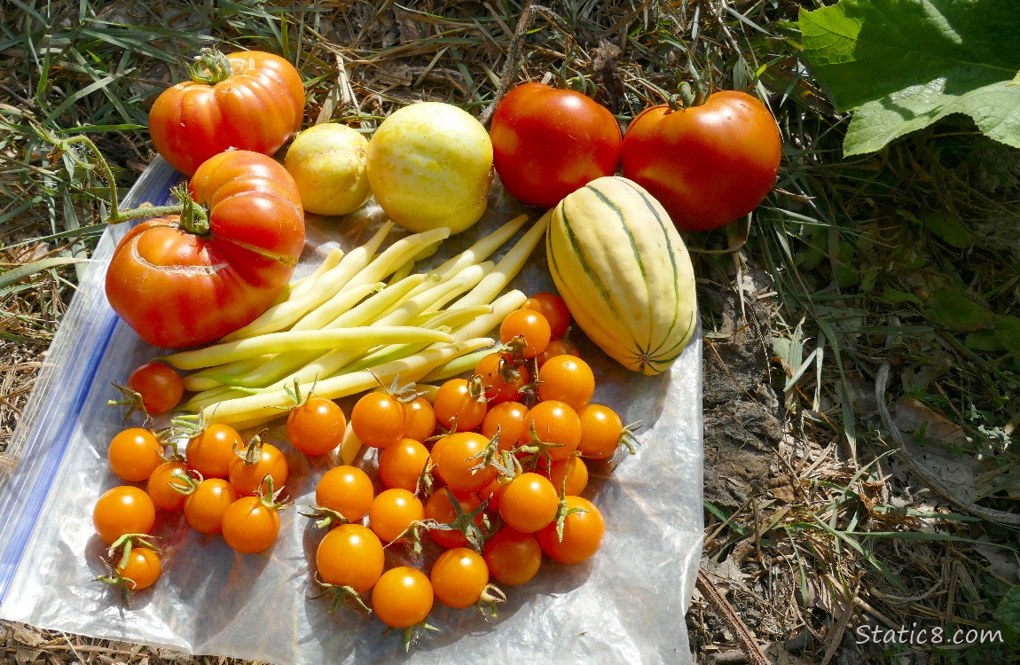 harvest