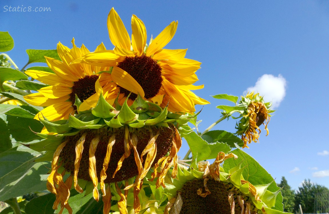 Sunflower blooms and a blue sky