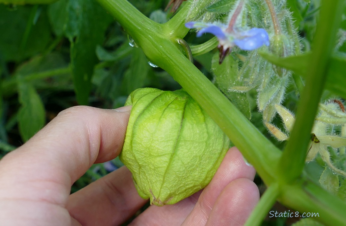 Tomatillo on the vine, being squeezed