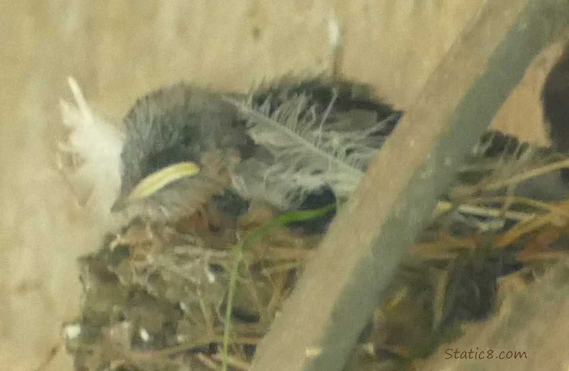 Barn Swallow nestling in the nest