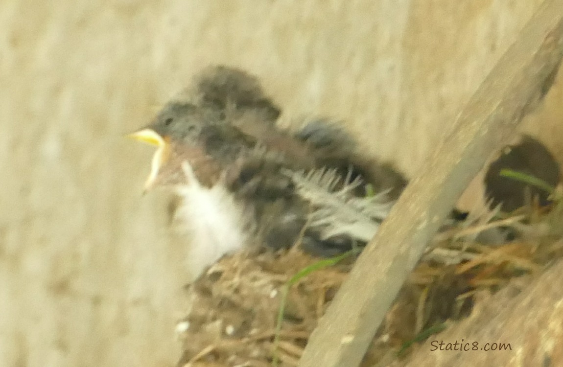 Barn Swallow nestlings demanding food