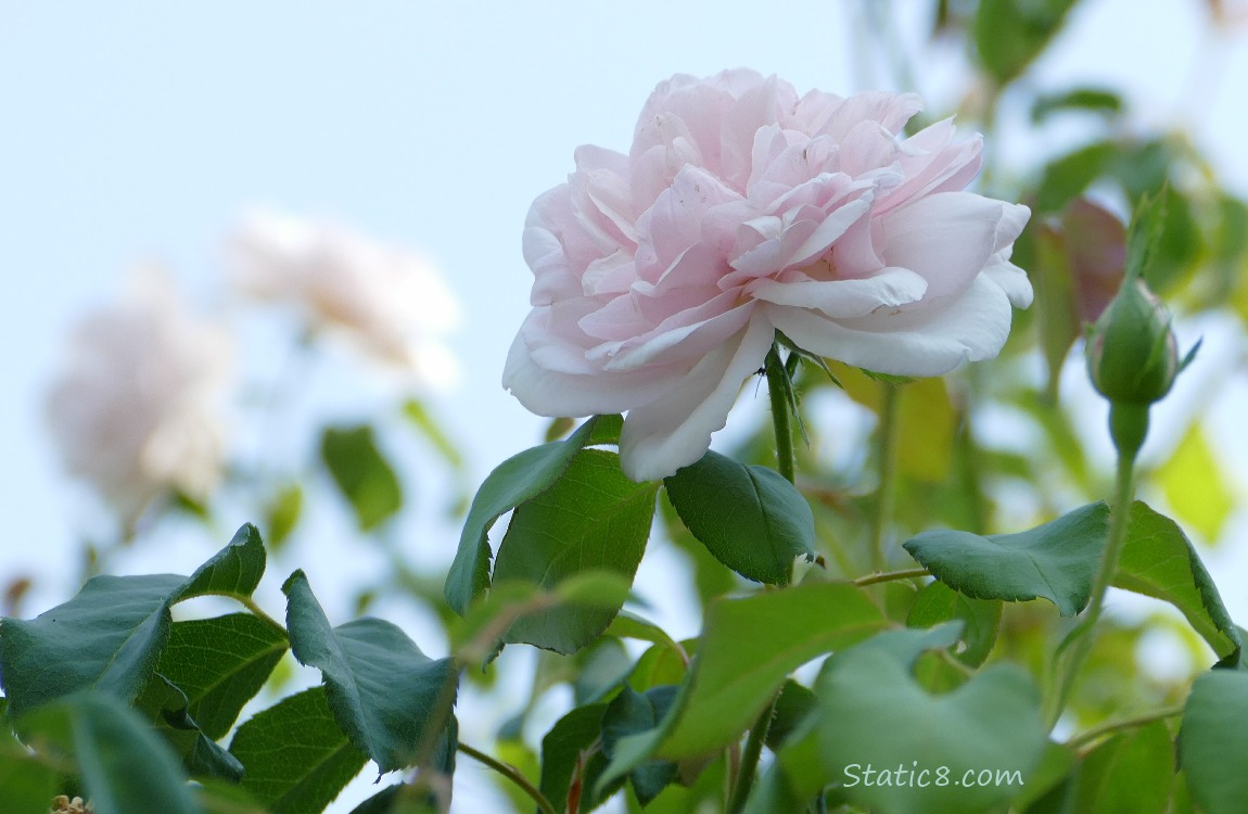 Pale pink roses