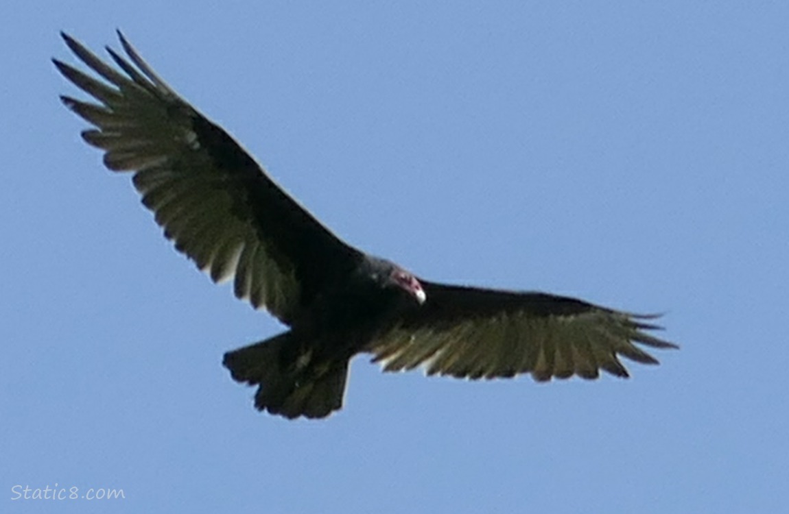 Turkey Vulture flying overhead