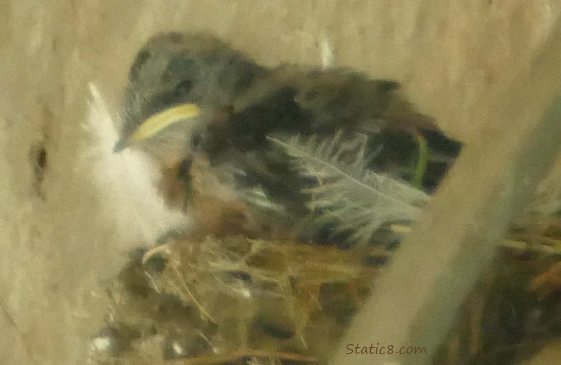 Barn Swallow nestling in the nest