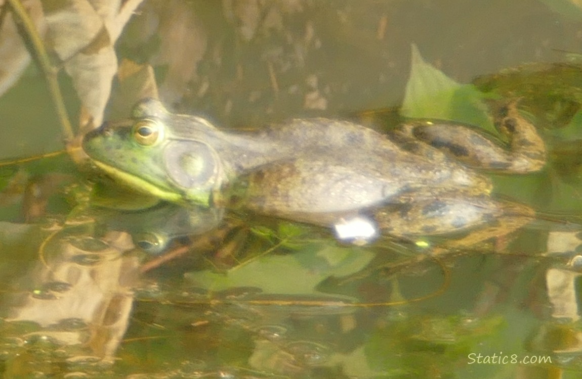 Bull Frog floating in the water