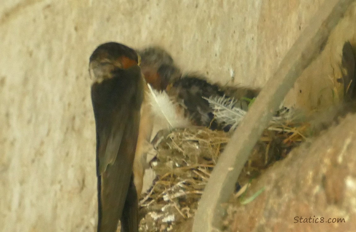 Barn Swallow parent feeding a nestling in the nest