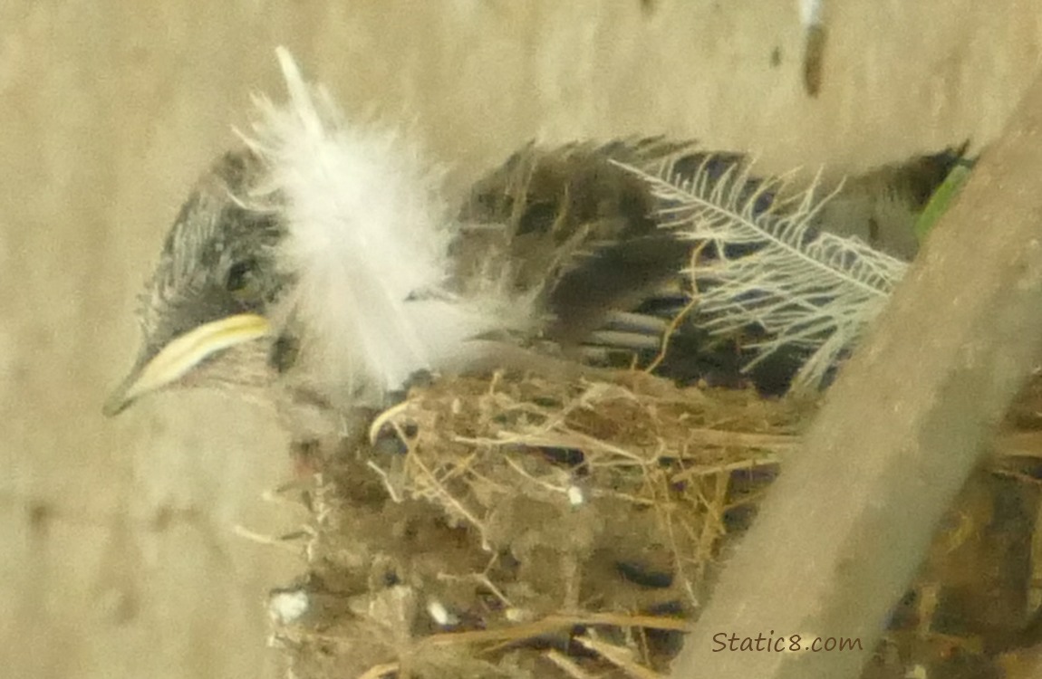 Barn Swallow nestling in the nest