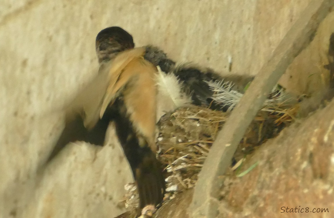 A Barn Swallow parent stands on the edge of the nest