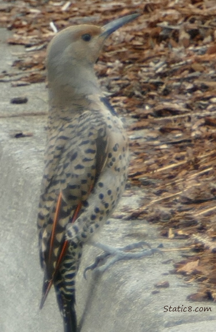 Northern Flicker standing on the curb