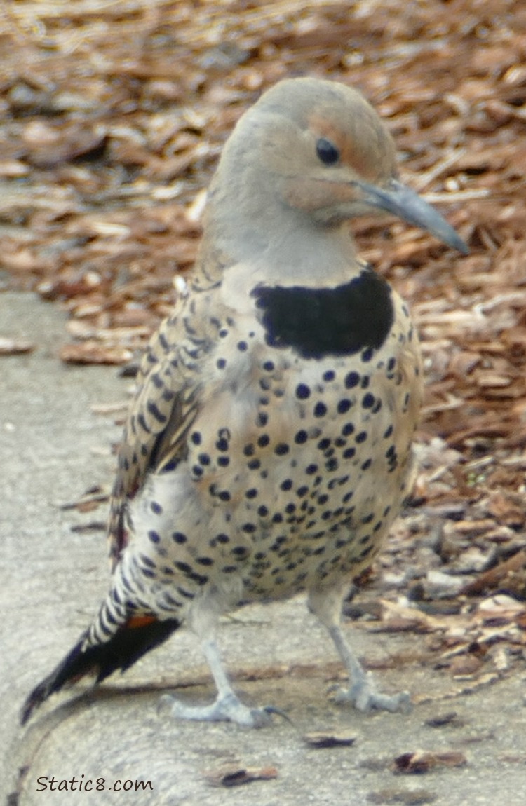 Northern Flicker standing on the curb