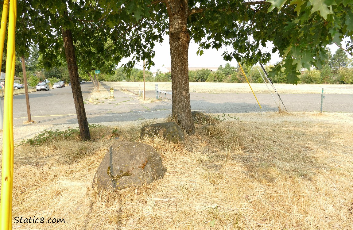 Rocks for sitting, under a tree