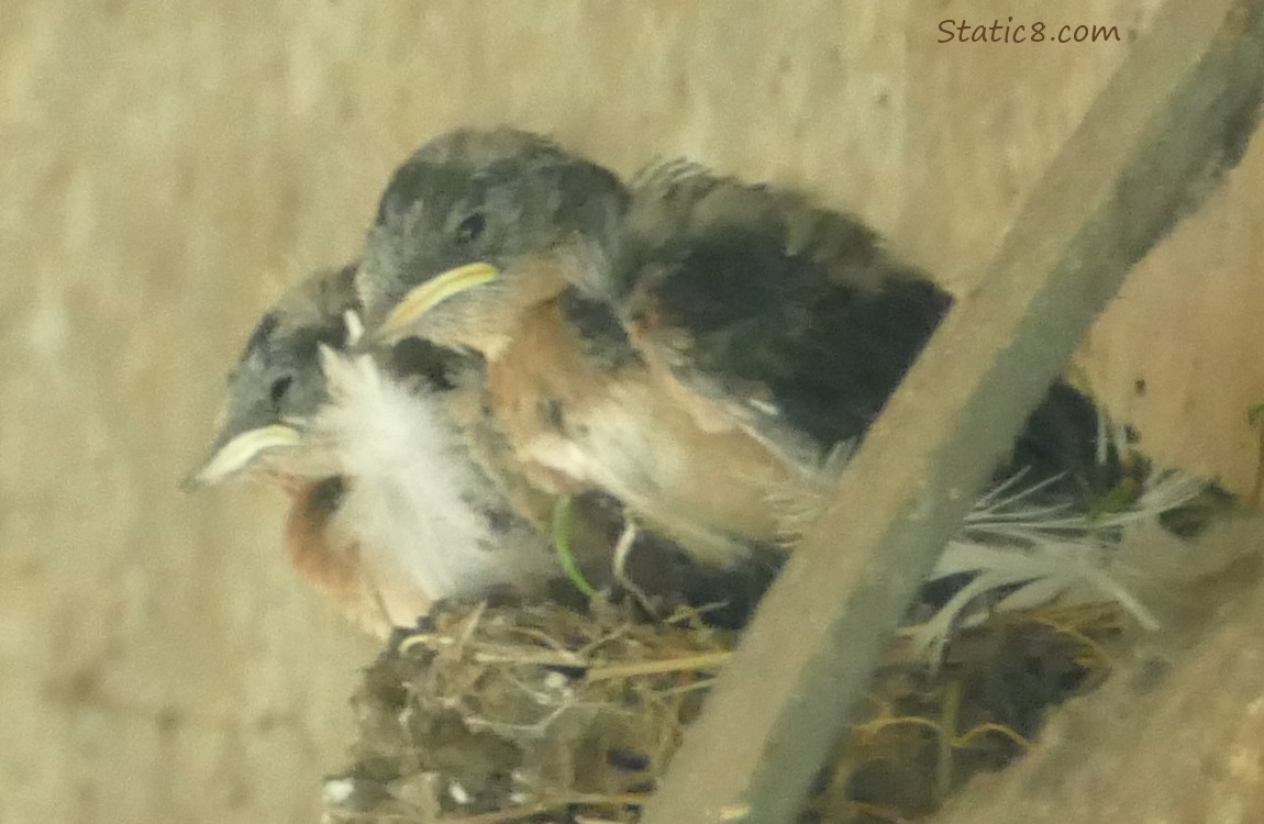 Barn Swallow nestlings in the nest