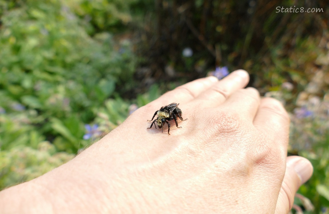 Bumblebee standing on the back of my hand