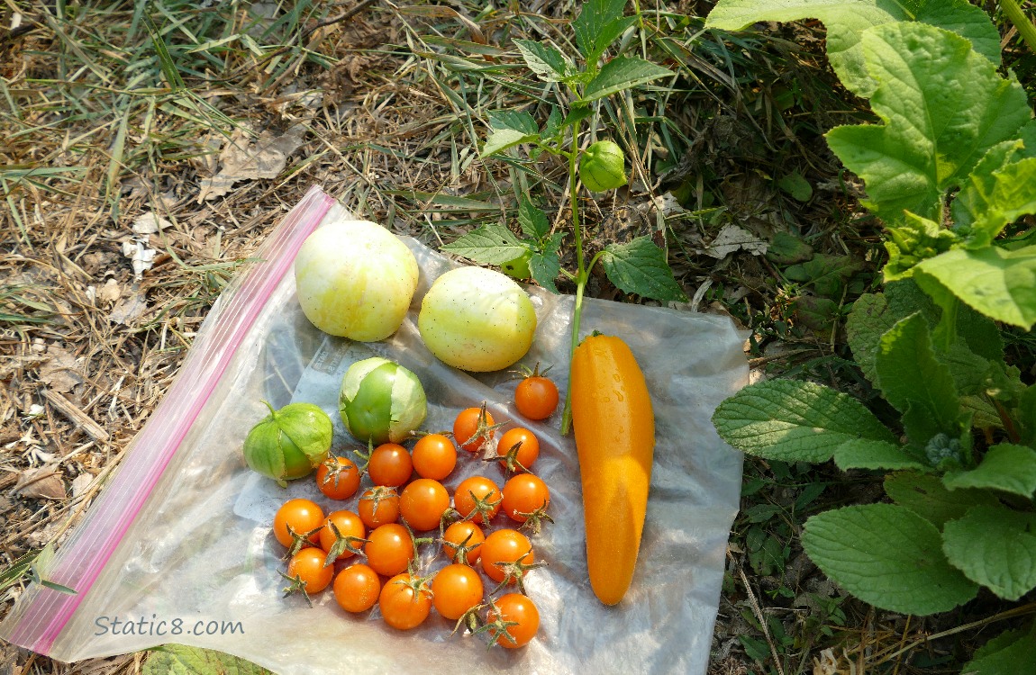 harvest