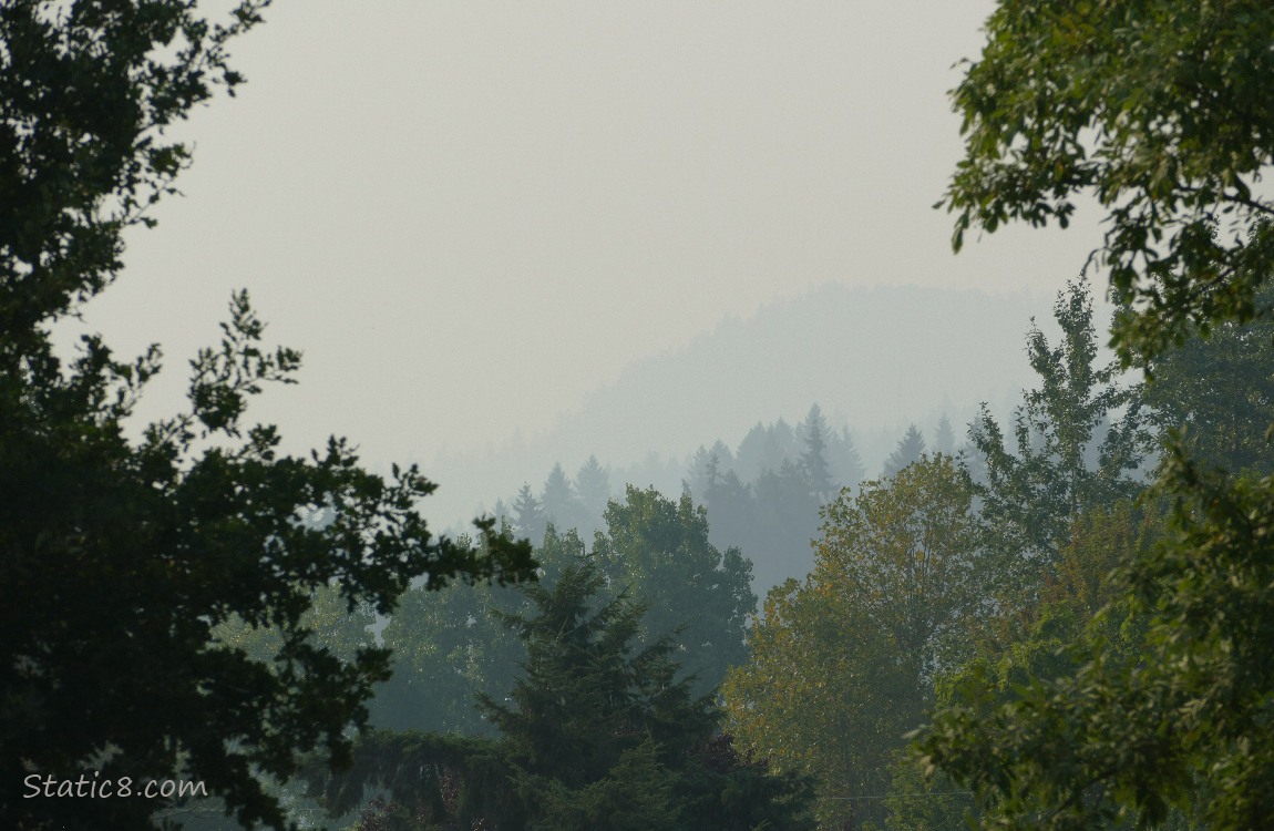 smoggy sky past the trees on the hill