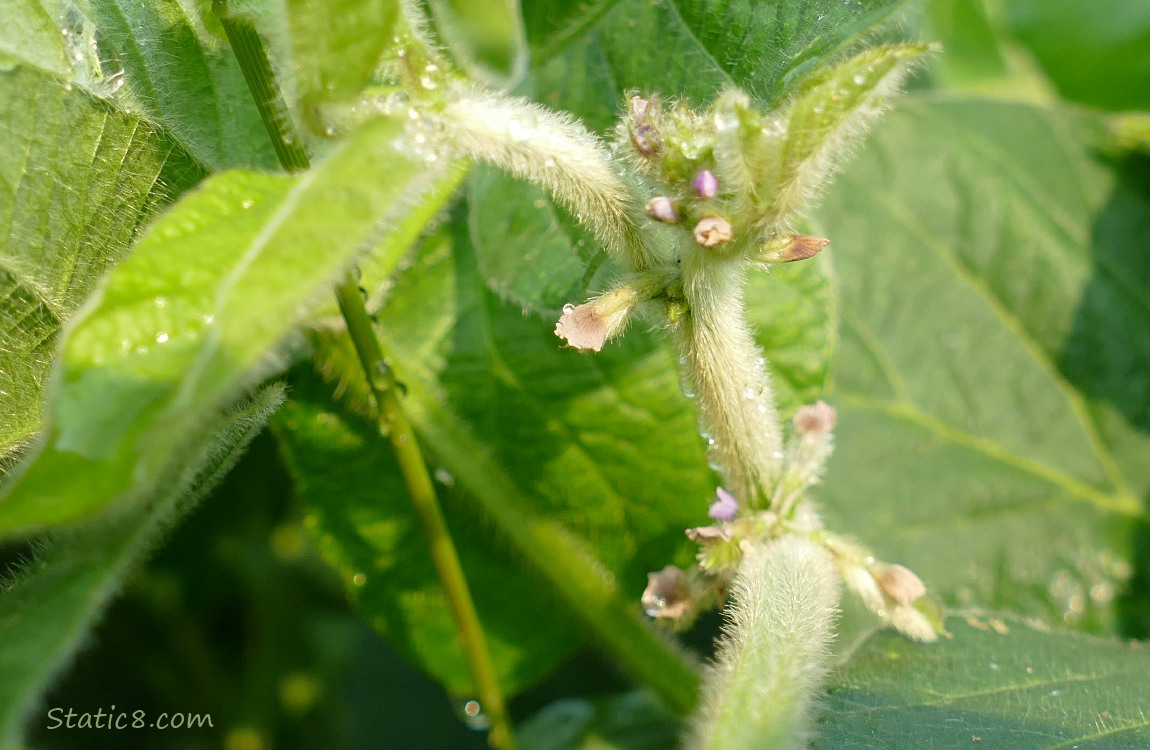 Soybean flowers