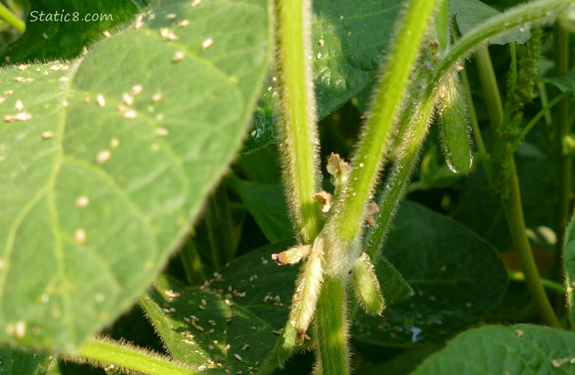 Soybean pods, on the plant