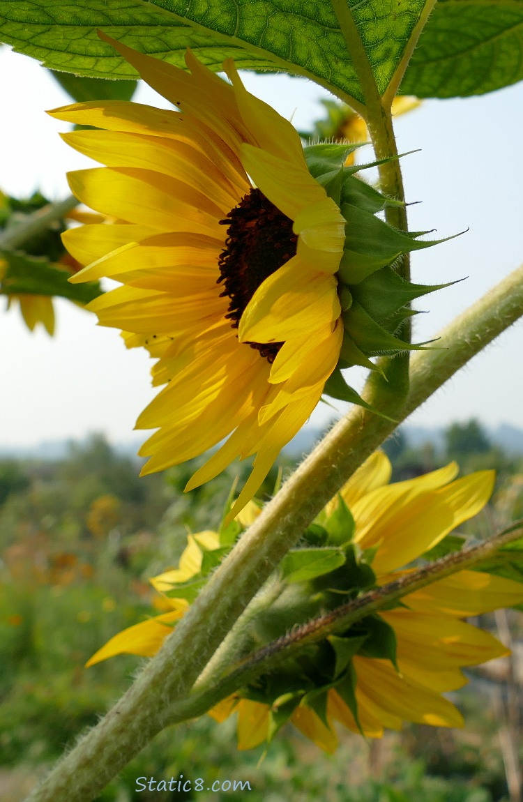 Sunflowers