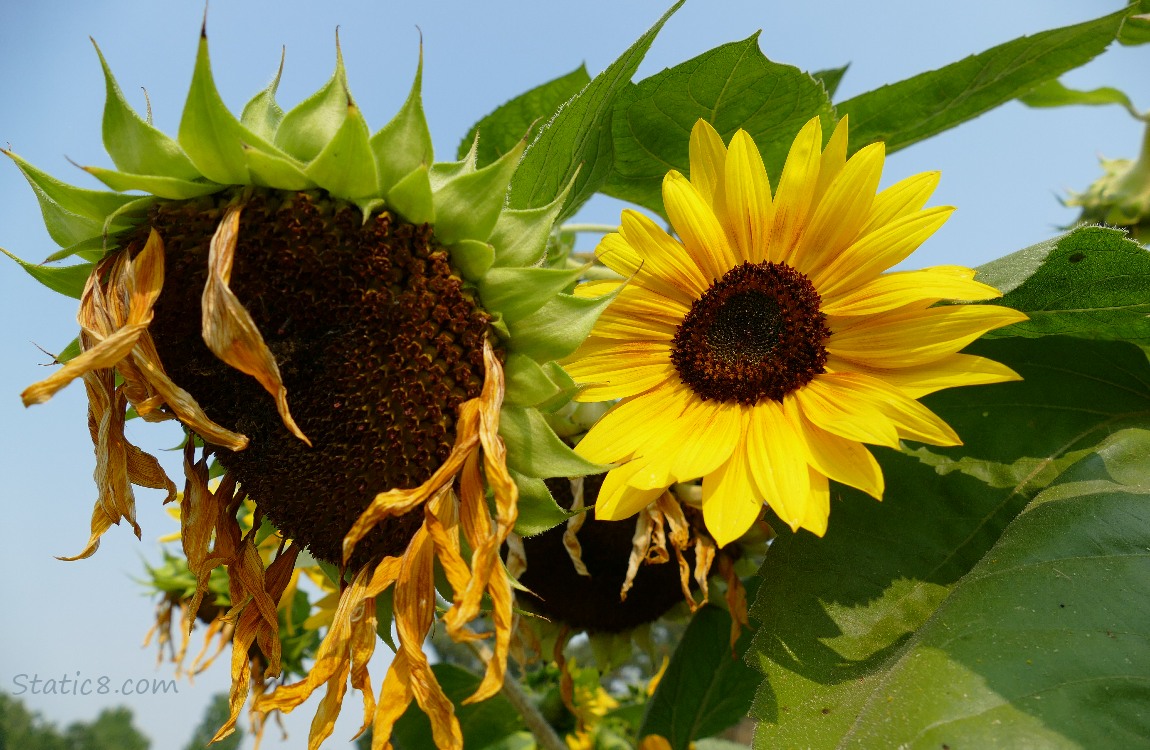 Sunflowers