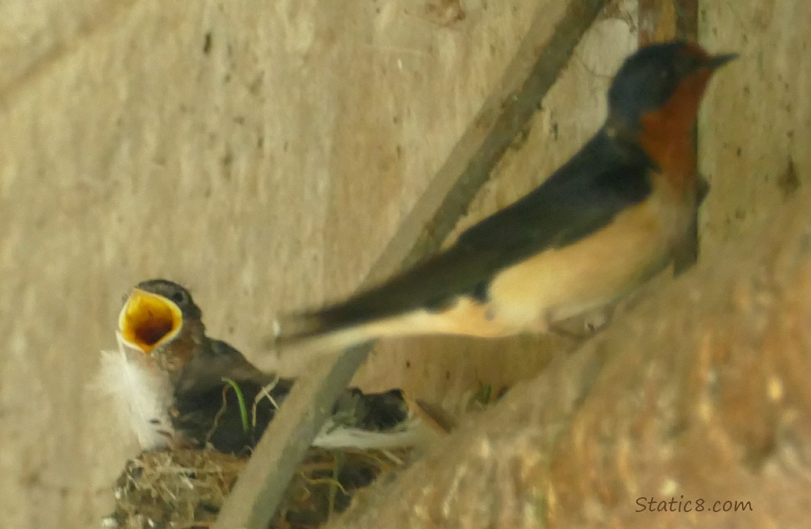 Barn Swallow nestling begging for food, parent nearby