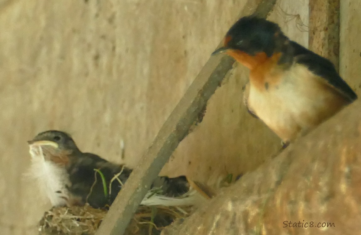 Barn Swallow nestling in the nest, parent standing nearby