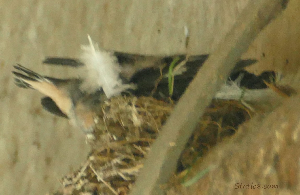 Barn Swallow nestling tail feathers and wings sticking out