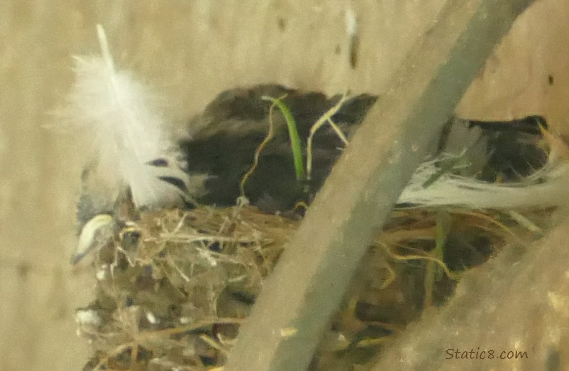 Barn Swallow nestling napping in the nest