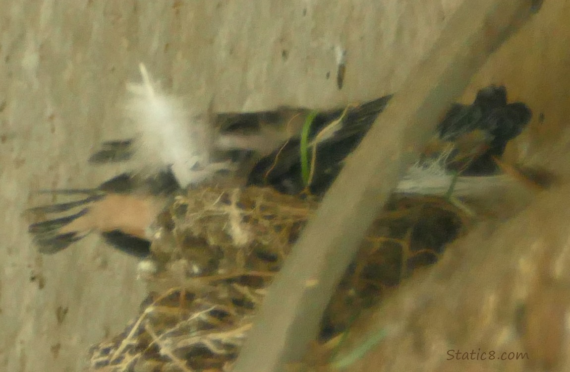 Barn Swallow nestlings in the nest