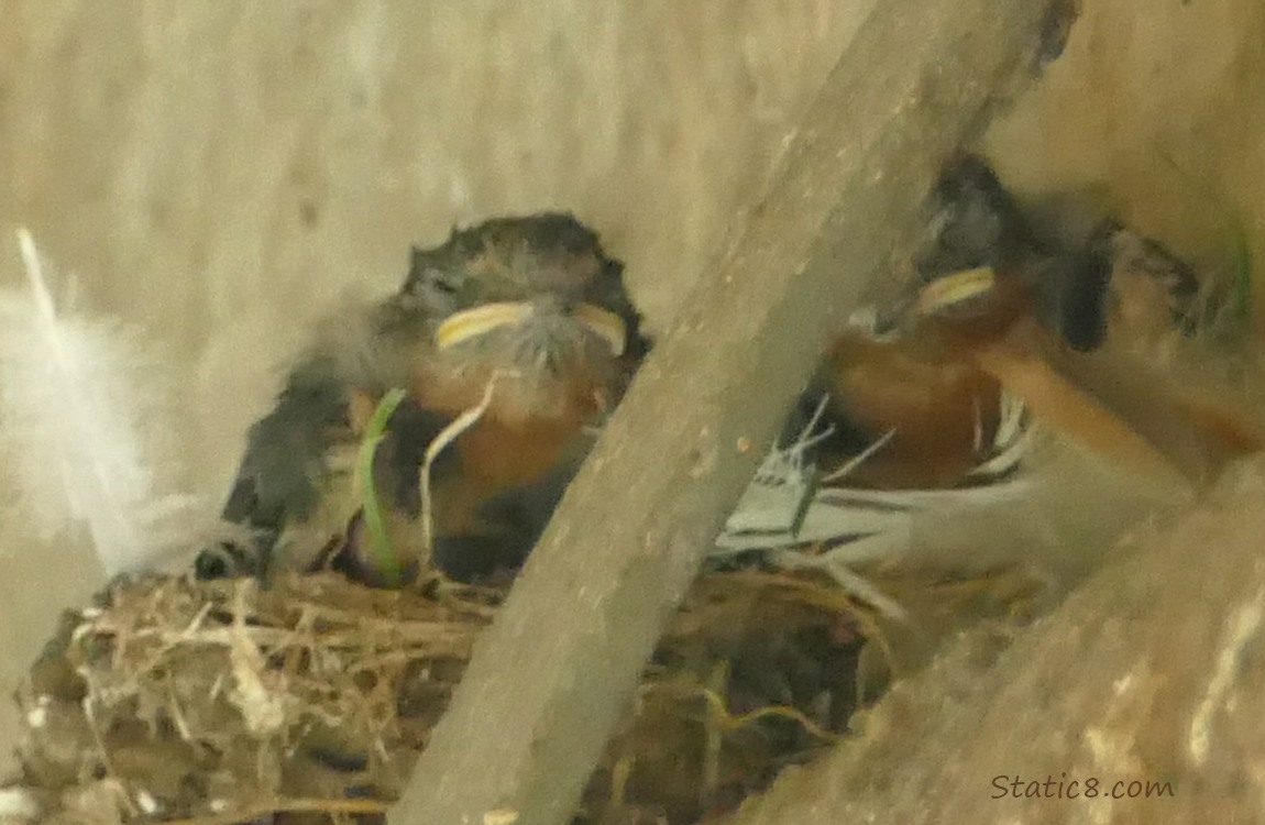 Barn Swallow nestlings in the nest