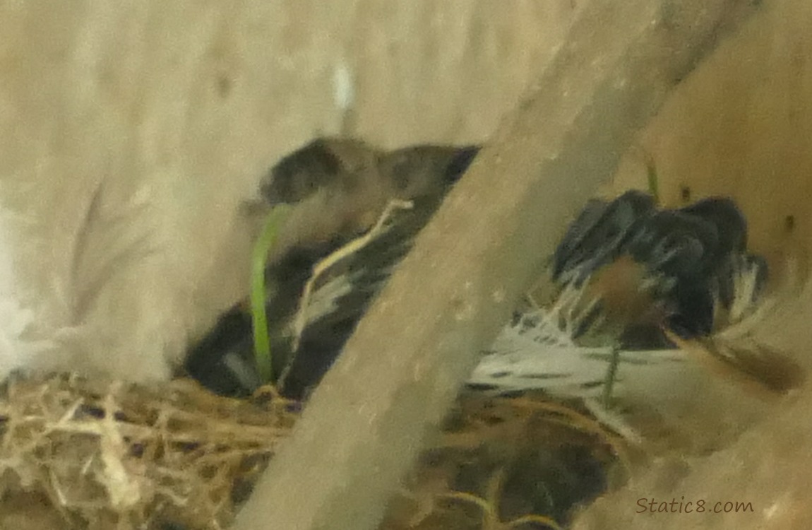 Barn Swallow nest