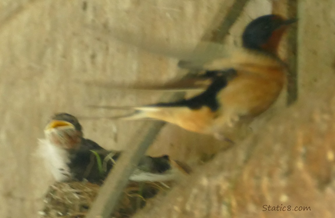 Barn Swallow nestling in the nest, a parent lands nearby