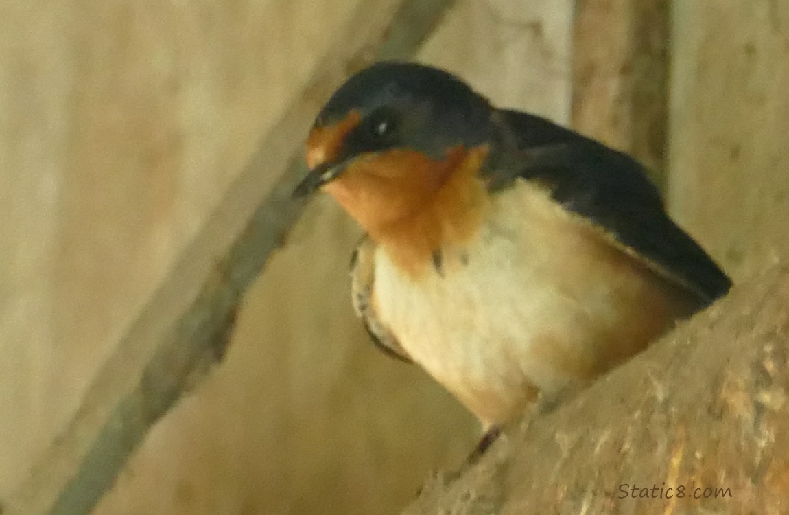 Barn Swallow parent