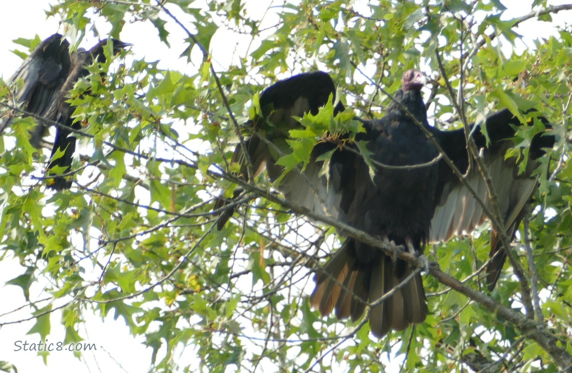 Turkey Vulture standing in a tree, a crow flying behind her